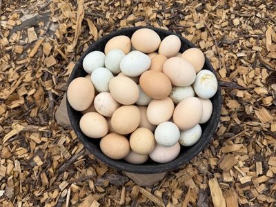 Eggs for reptiles or???