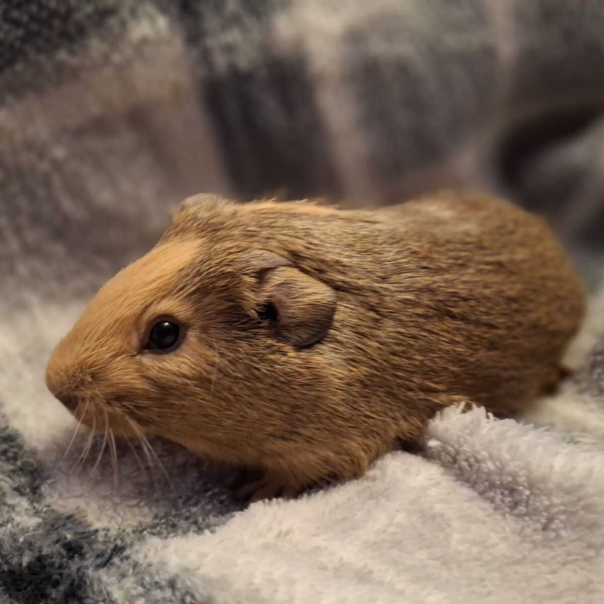 Baby Guinea Pig: Ariel