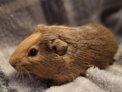 Baby Guinea Pig: Ariel