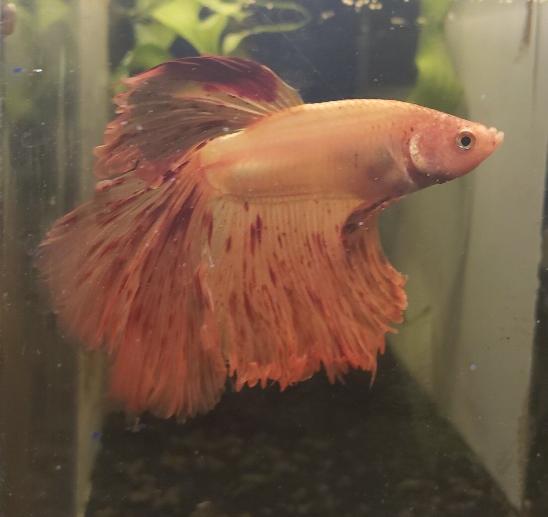 Import halfmoon Betta