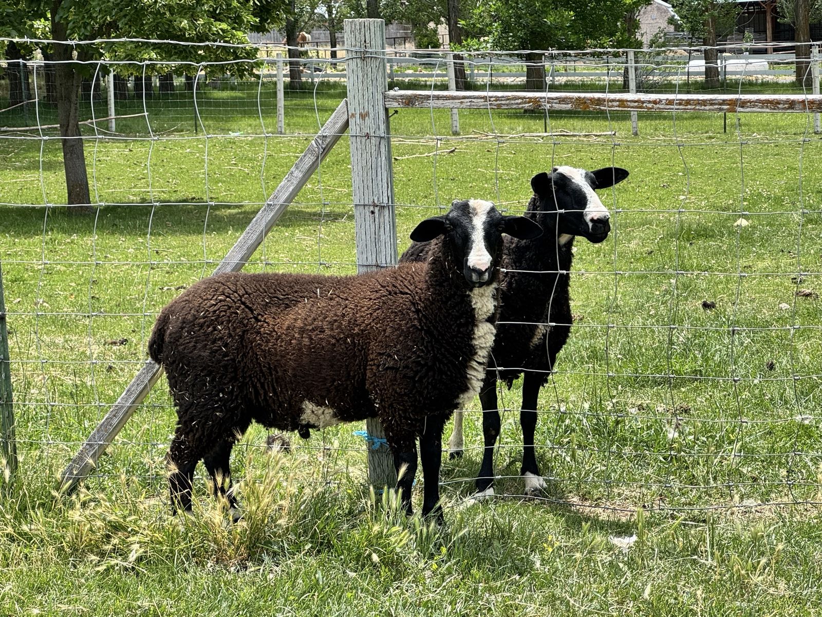 Dairy ram lamb East Friesian x Lacaune x Awassi