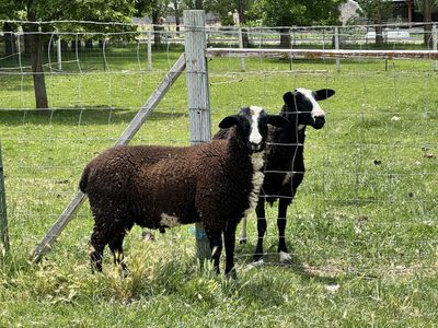 Dairy ram lamb East Friesian x Lacaune x Awassi