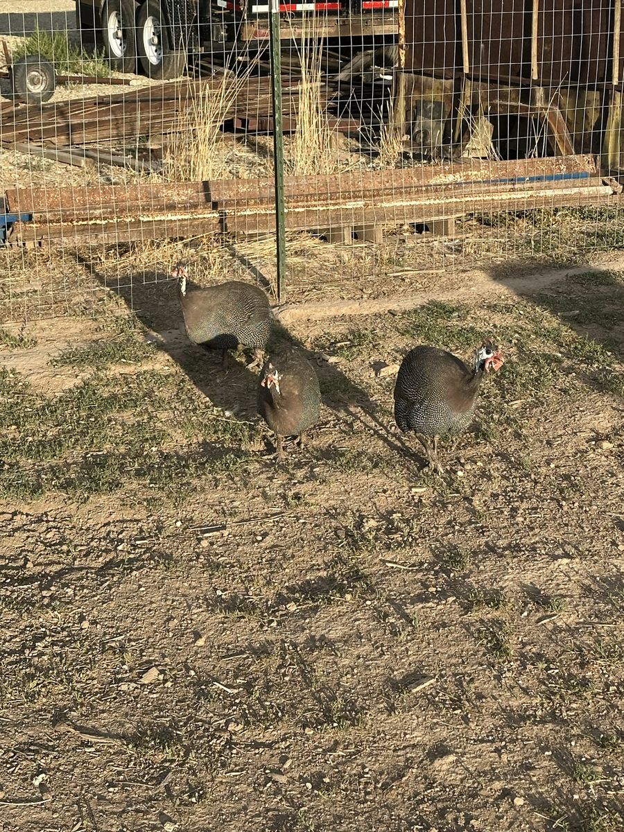 Guinea hens