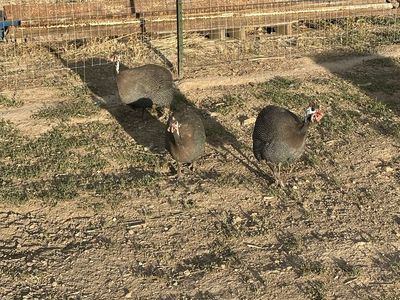 Guinea hens