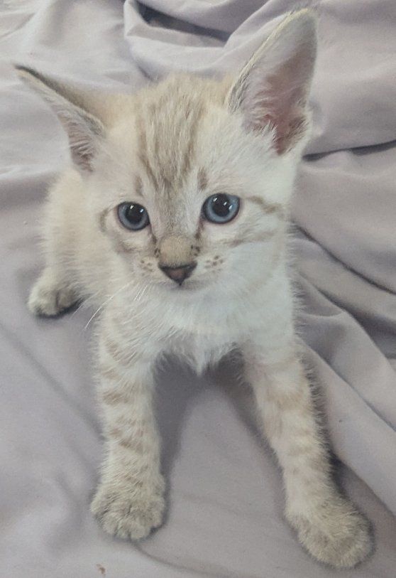 Female Bengal Snow Kitten