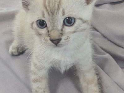 Female Bengal Snow Kitten