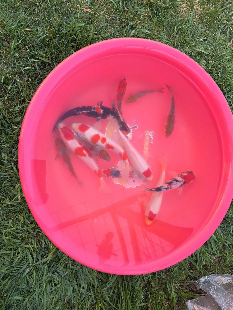 Dainichi Koi