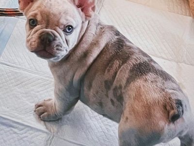 Rare Isabella Merle French Bulldog Stud Service + Package Deal | $850