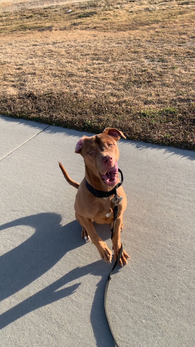 CaneCorsoBoerbel Puppy