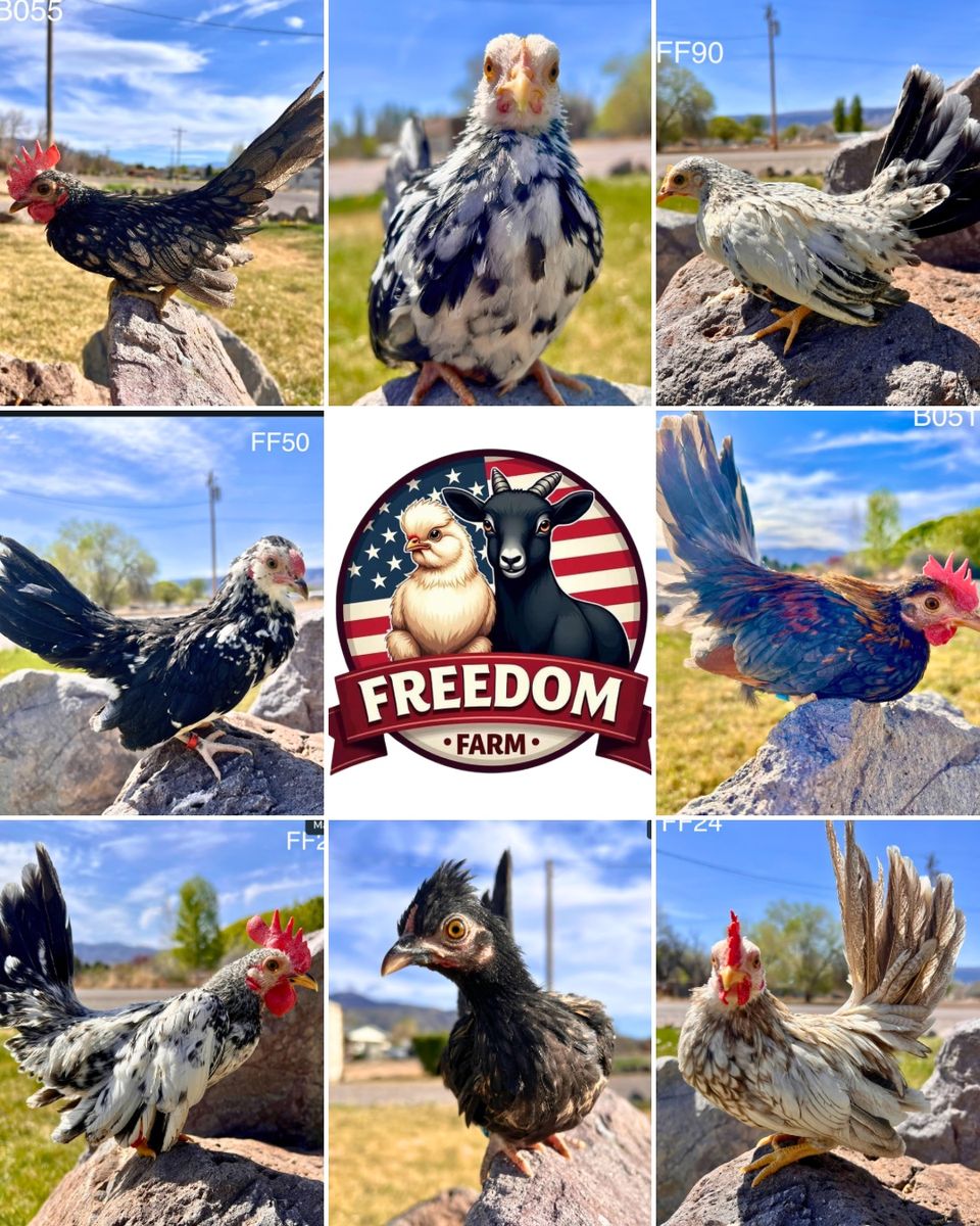 Kikiriki Chickens