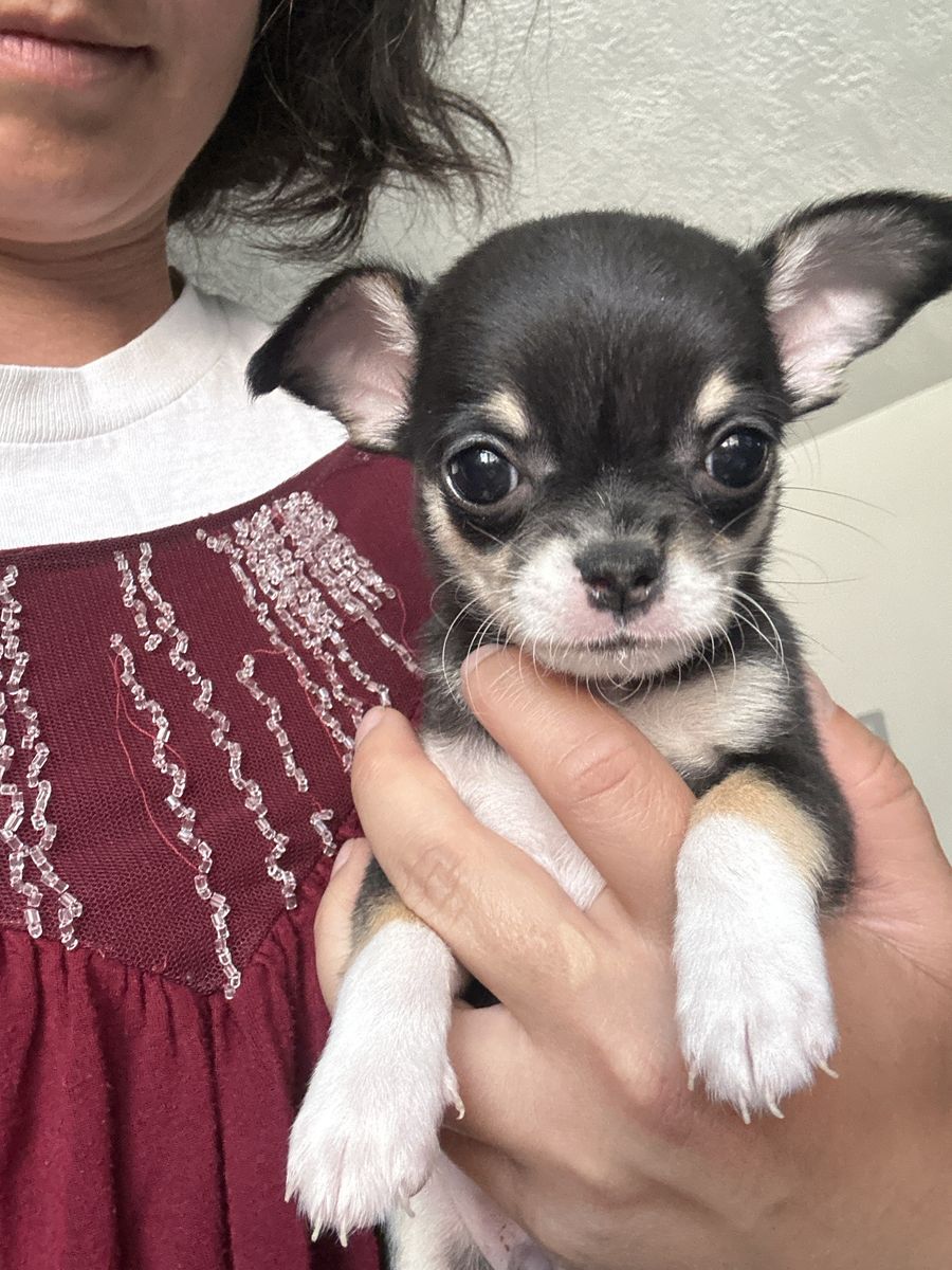 AKC chihuahua puppies