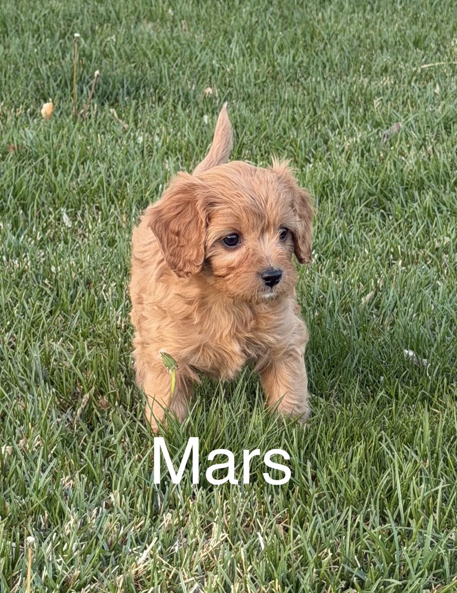 Cavapoo Puppy F1 Cavapoo Puppies