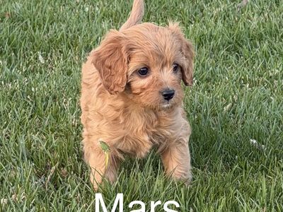 Cavapoo Puppy F1 Cavapoo Puppies