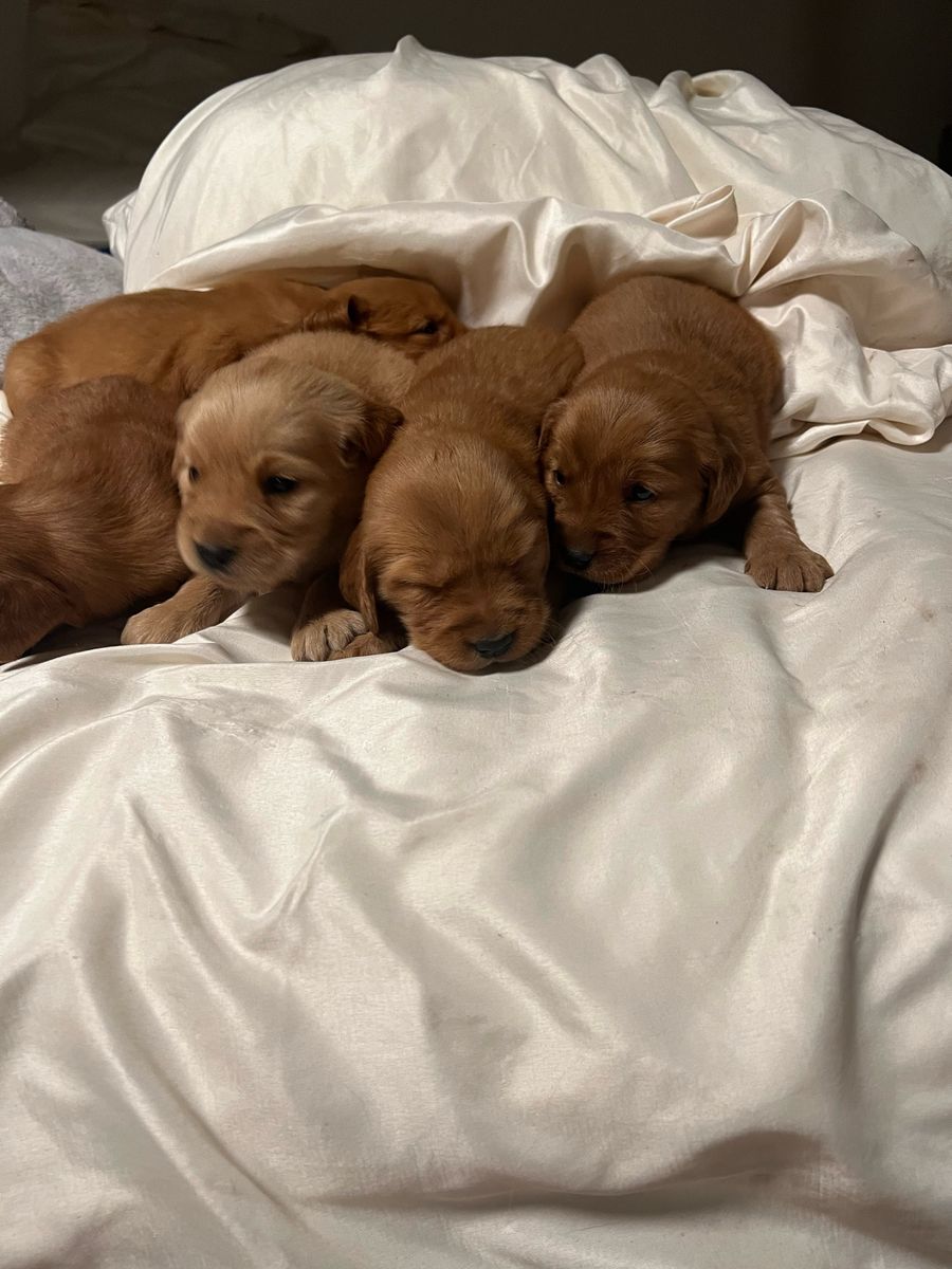AKC RED golden retriever puppies