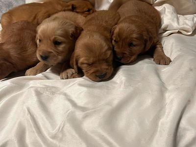 AKC RED golden retriever puppies