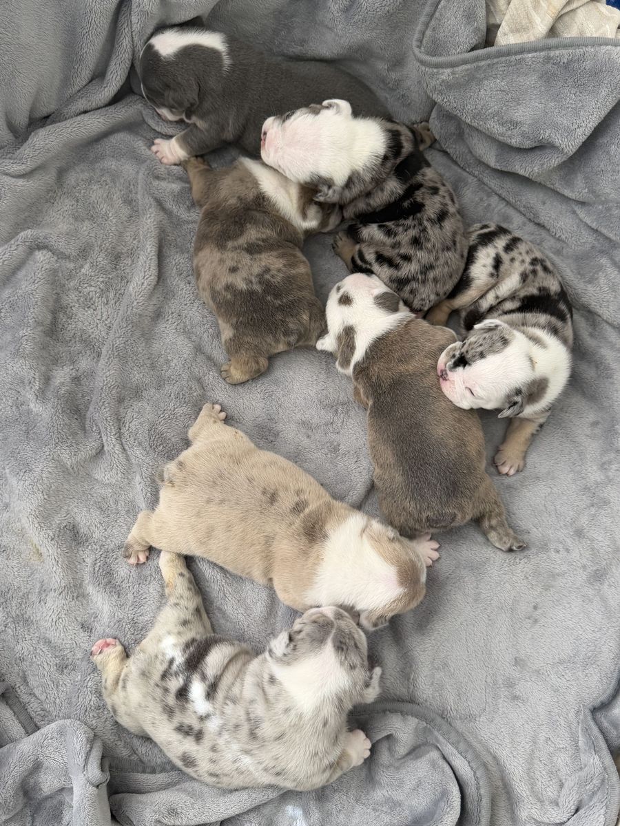 English Bulldog Puppies