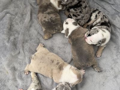 English Bulldog Puppies