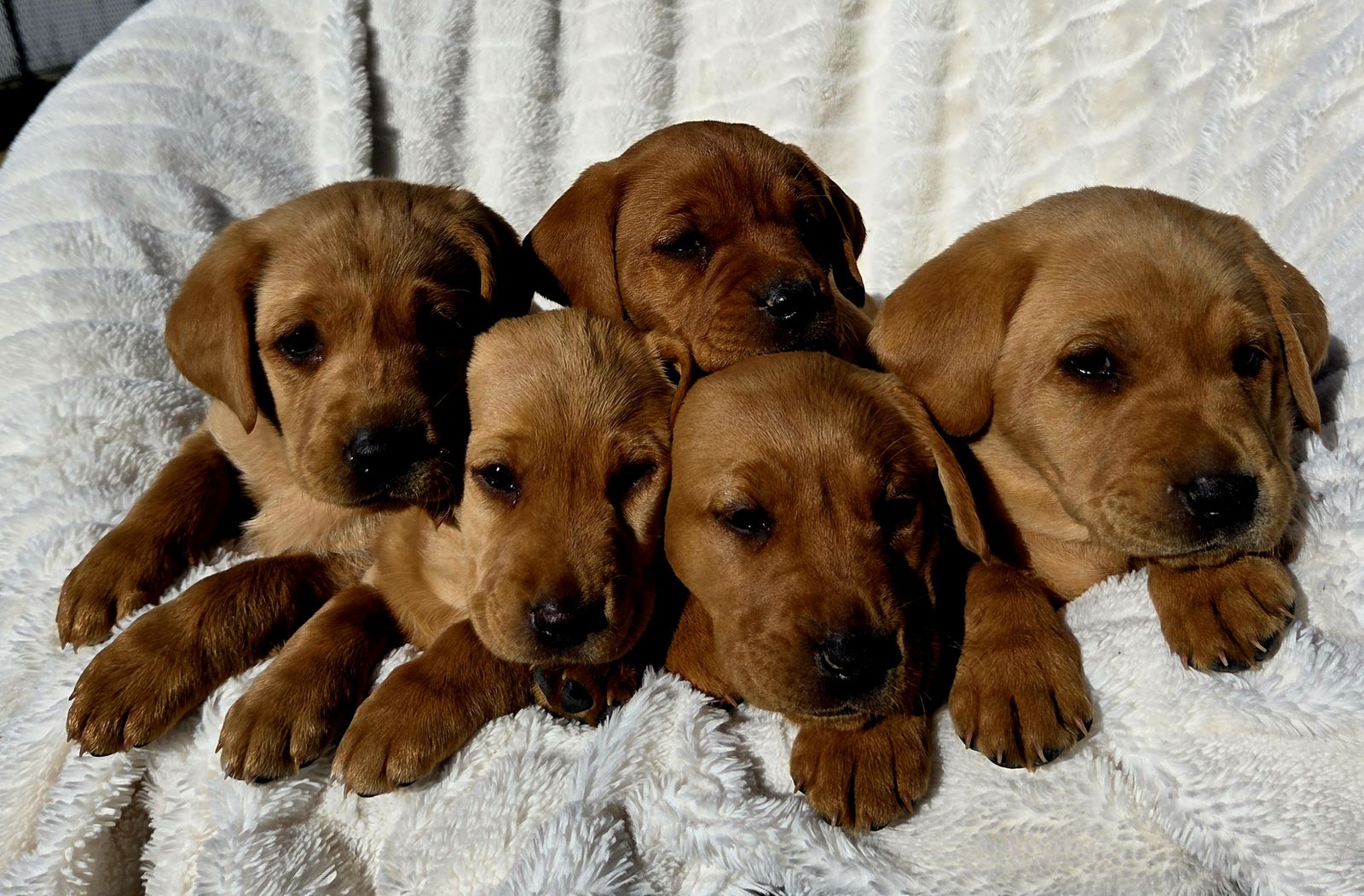 Akc Registered Purebred Red Labrador Puppies!