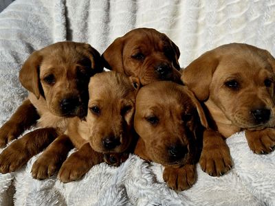 Akc Registered Purebred Red Labrador Puppies!