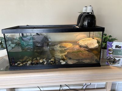 Turtle with tank and supplies
