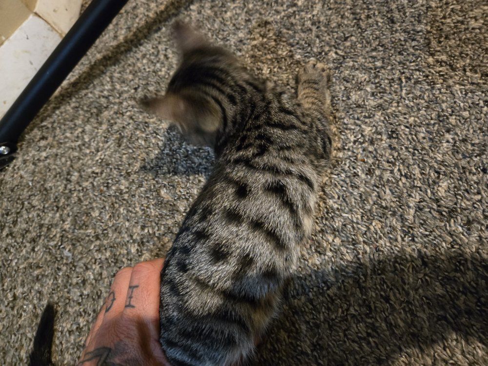 Male Savannah super affectionate and playful 