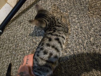 Male Savannah super affectionate and playful