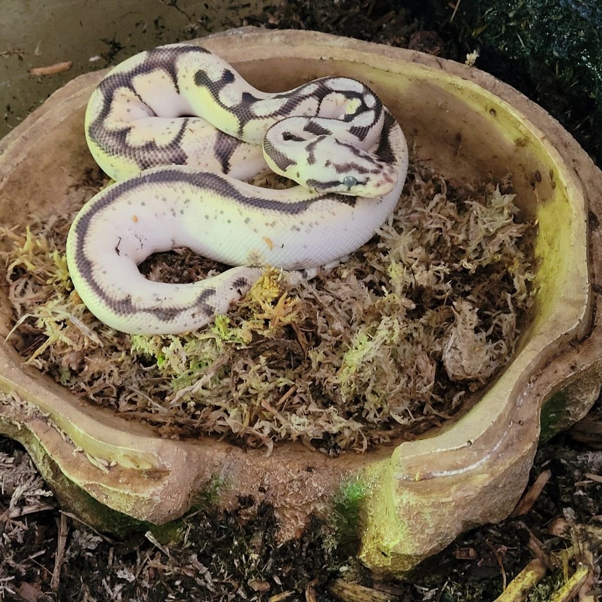 1 year old calico bumblebee