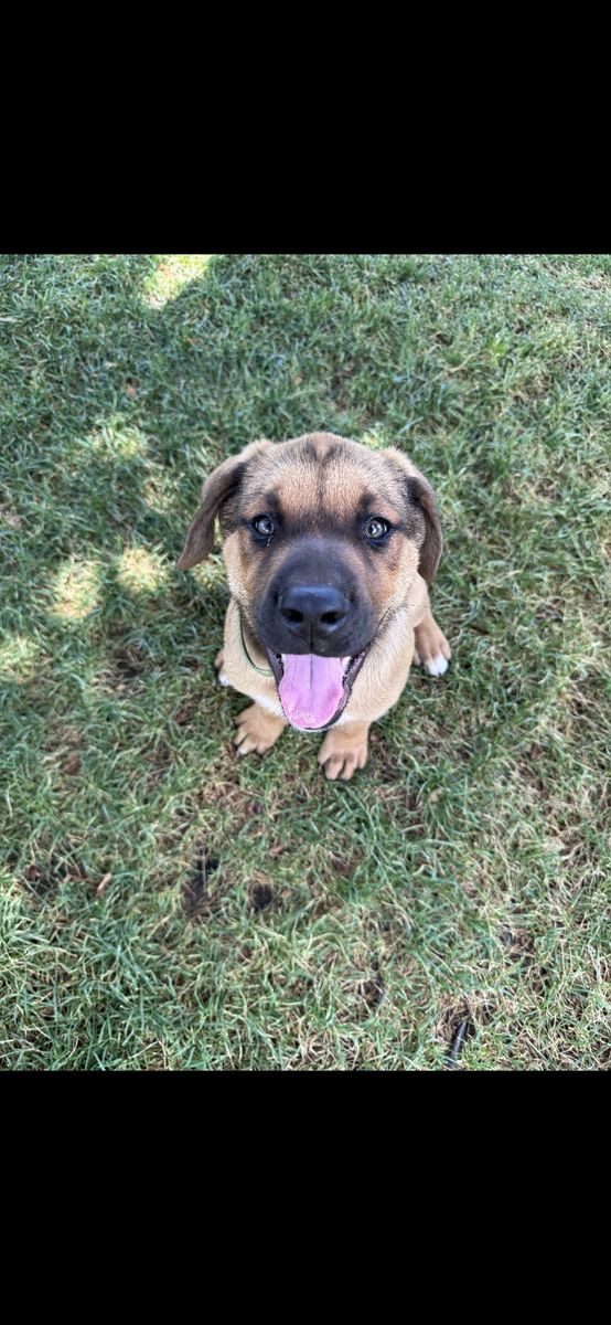 Friendly mastiff mixed-breed puppy looking for a loving home