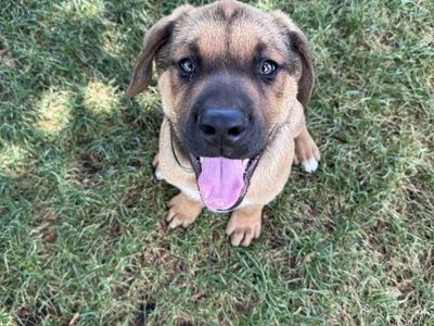 Friendly mastiff mixed-breed puppy looking for a loving home