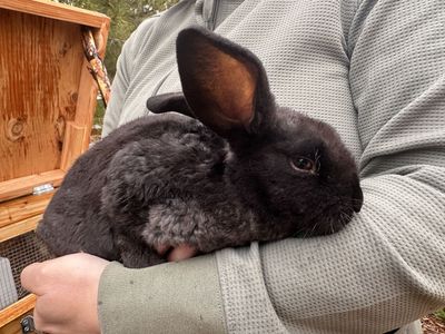Standard Rex Rabbits