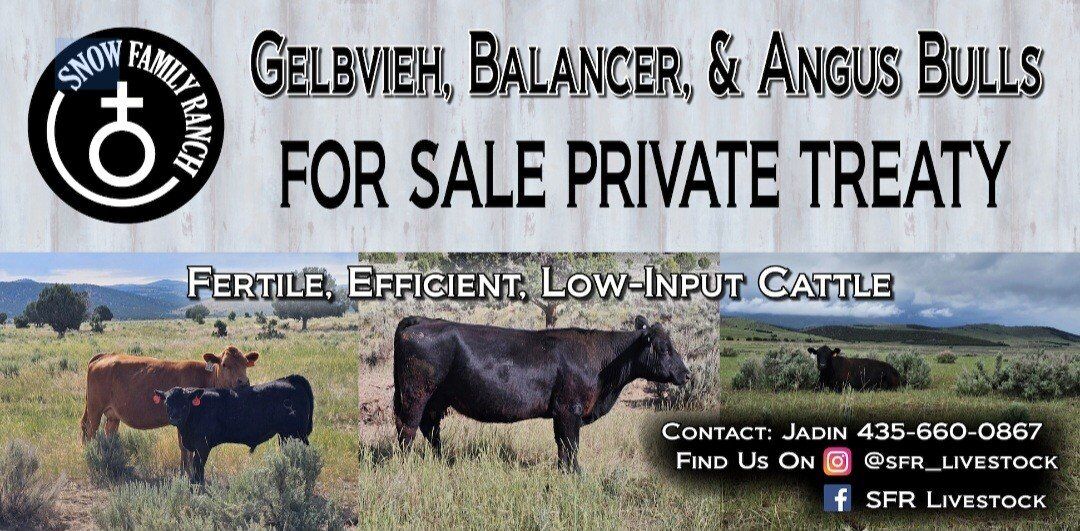 Balancer Bulls