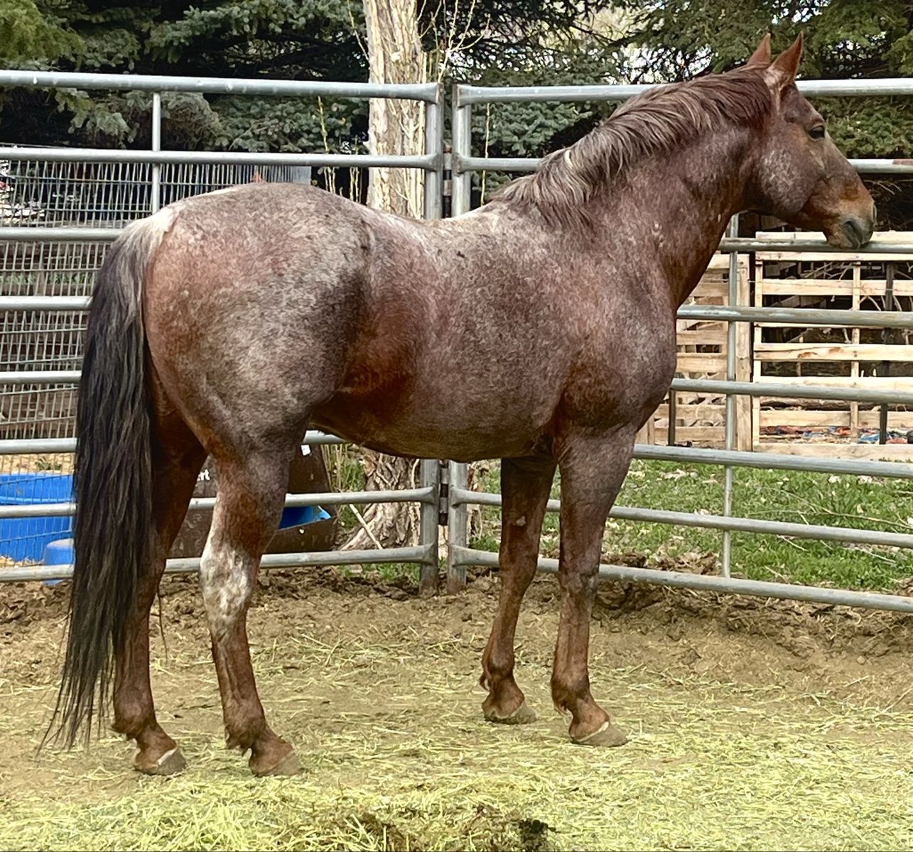 Well Bred Aqha 16 Year Old Roan Stud