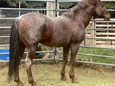 Well Bred Aqha 16 Year Old Roan Stud