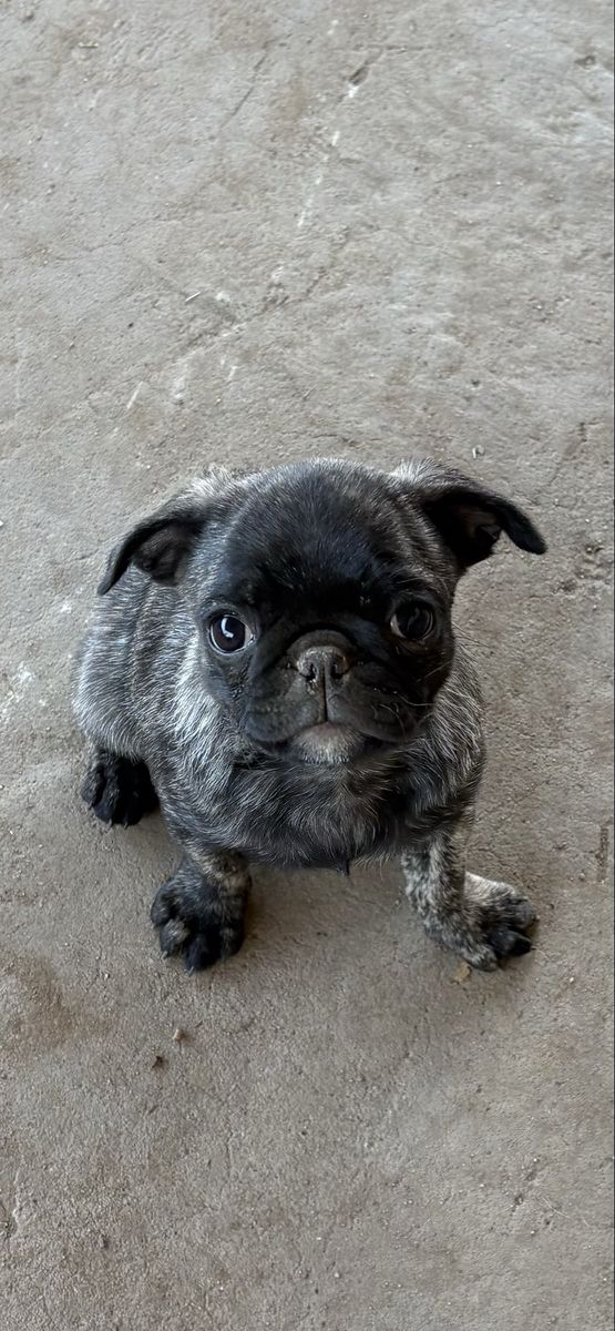 Pug puppies