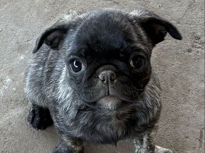 Pug puppies