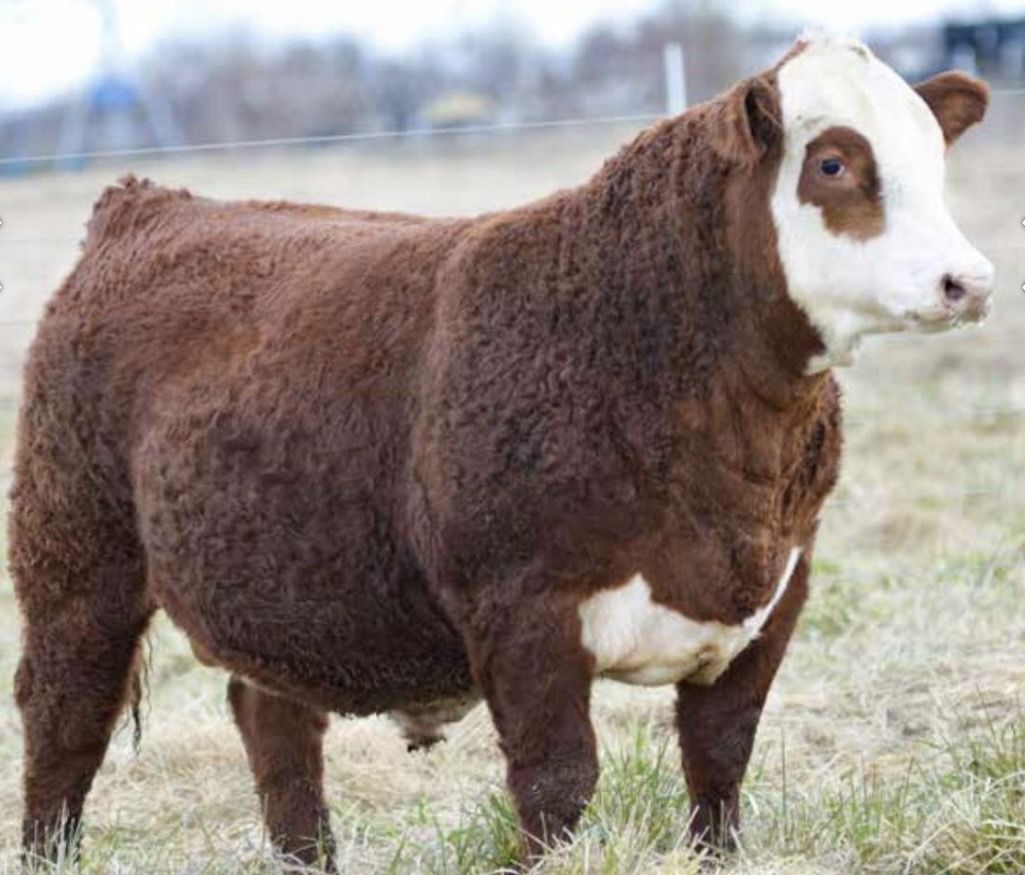 Hereford Semen- SHF Houston Son