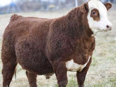 Hereford Semen- SHF Houston Son