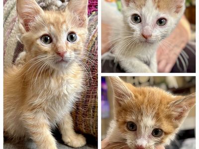 Playful Sweet Orange Boy Kittens!