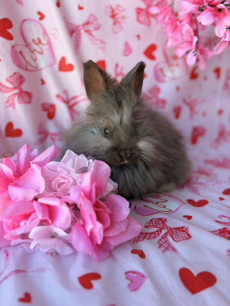 Pedigreed English Angora Baby Bunny