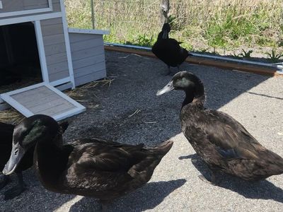 3 Male Ducks