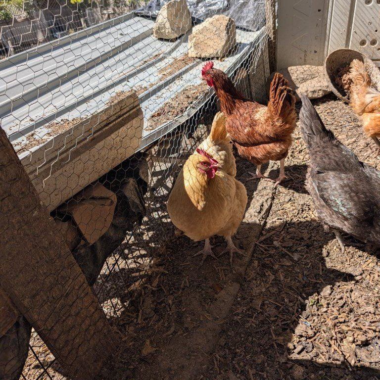Pink layer chickens