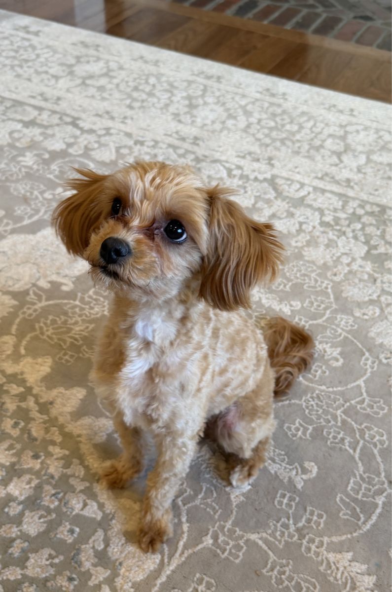 Golden Cavapoo 5.5lbs