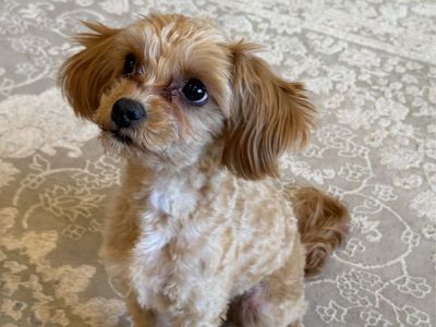 Golden Cavapoo 5.5lbs