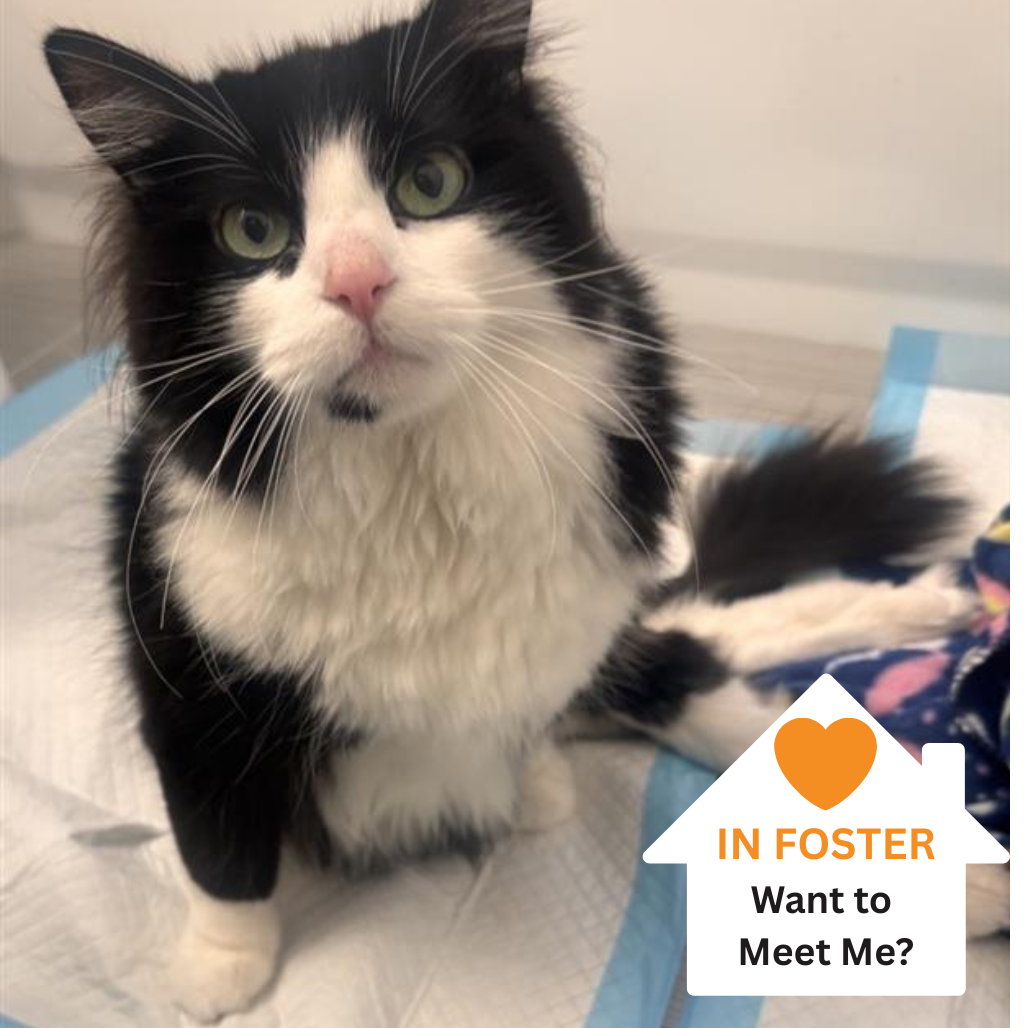 Hello my name is Noodle