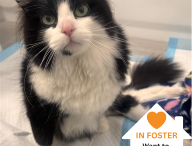 Hello my name is Noodle