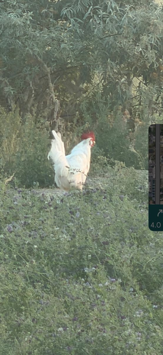 FREE ROOSTER