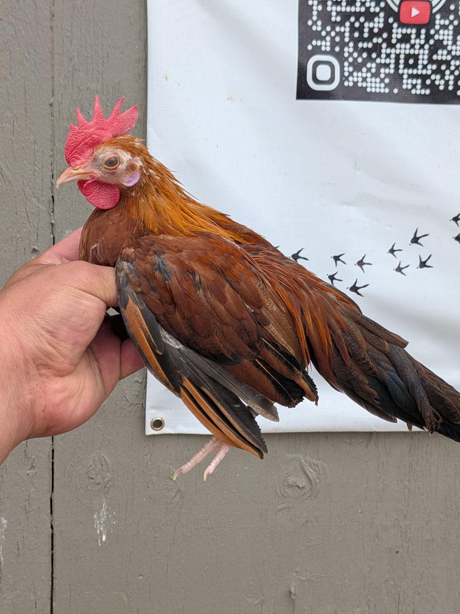 Pumpkin Mini Phoenix Chicken - Golden/Blue Face Cross