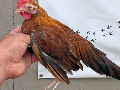 Pumpkin Mini Phoenix Chicken - Golden/Blue Face Cross