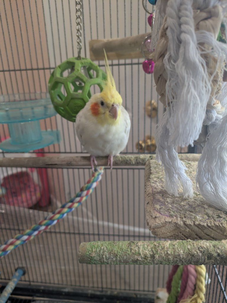 Cockatiel for Sale