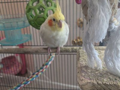 Cockatiel for Sale